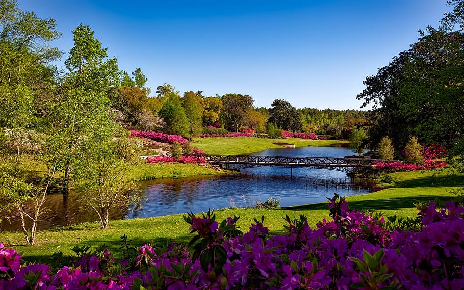 Green Leafed Tree Besides Body of Water during Daytime, bridge HD wallpaper
