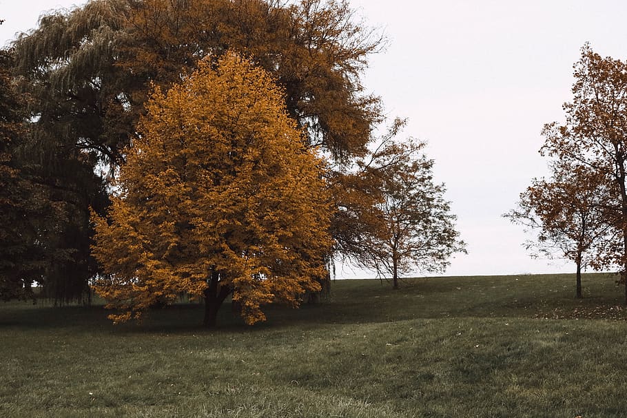 chicago, united states, fall, tree, scenery, leaves, season HD wallpaper