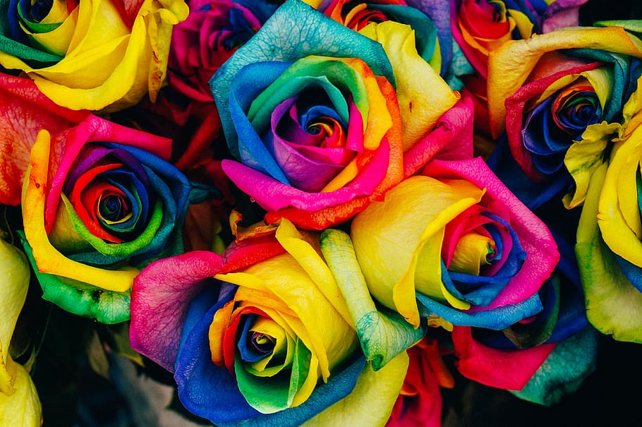 assorted-color petaled flowers, flowering plant, rose, rose - flower HD wallpaper