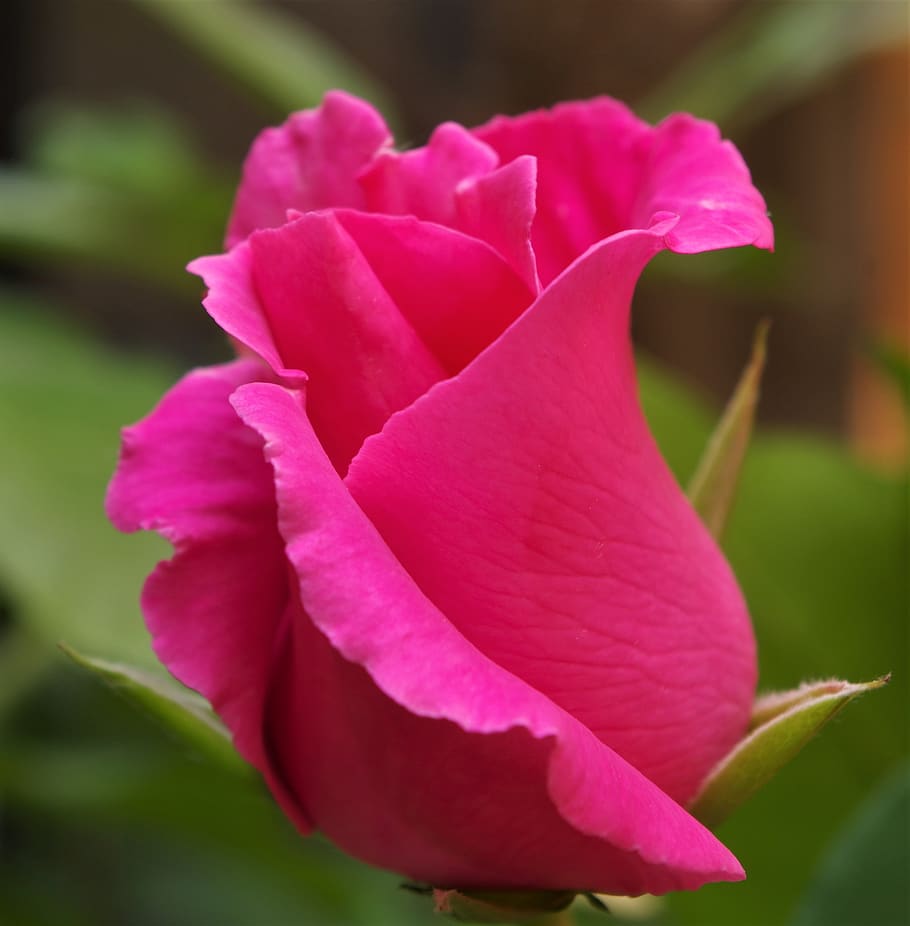 rosa, rose, pink rose, flowering plant, beauty in nature, petal HD wallpaper