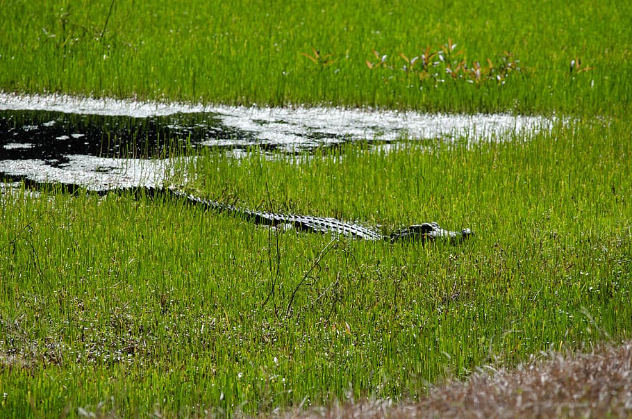 gator, swamp, alligator, predator, reptile, nature, dangerous HD wallpaper