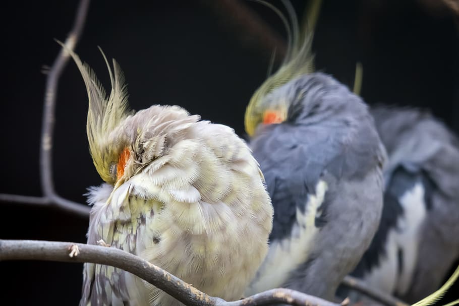 cockatiel, parakeet, bird, spring bonnet, sleep, rest, zoo