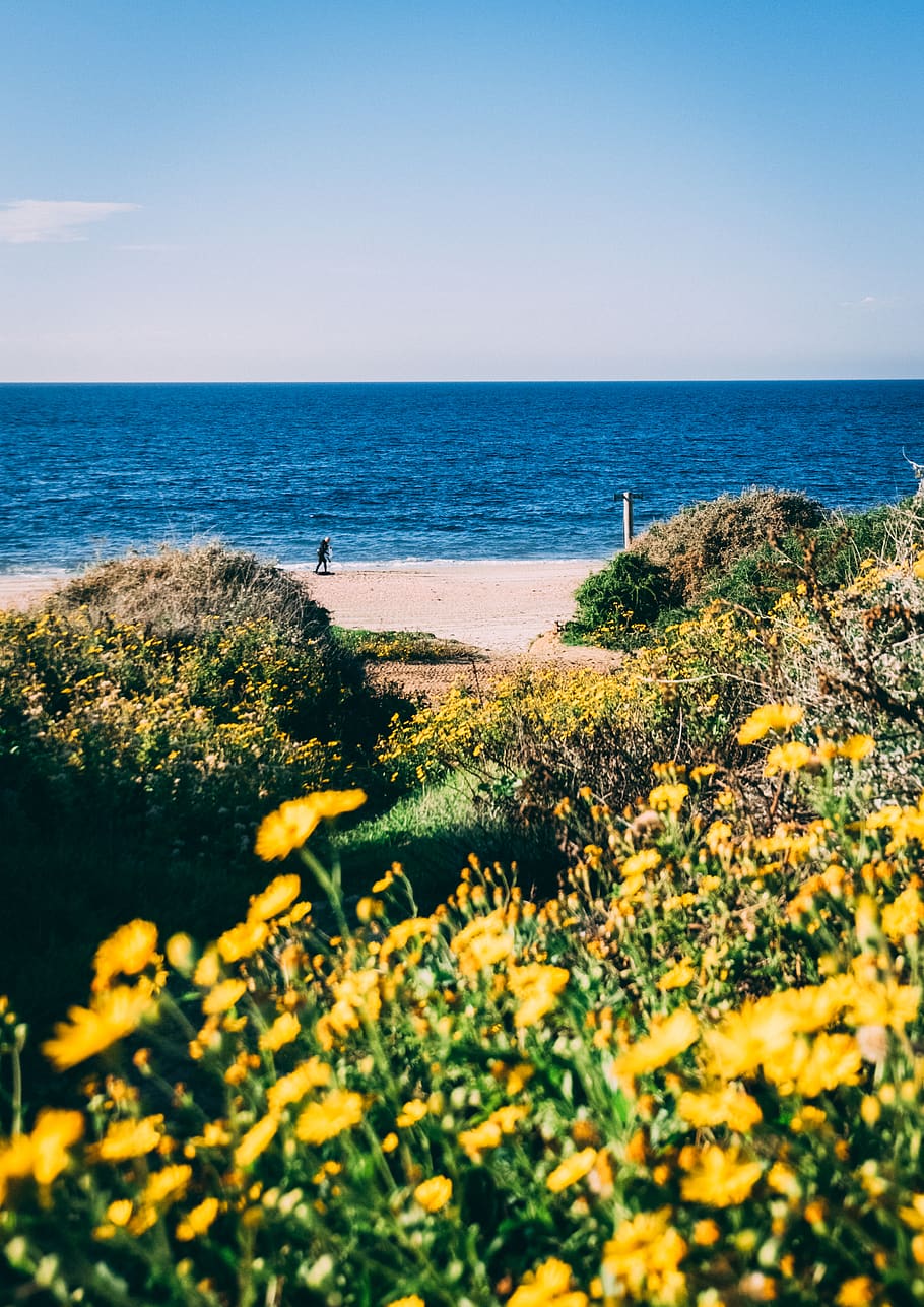 yellow-petaled flowers, water, sea, outdoors, ocean, nature, promontory HD wallpaper