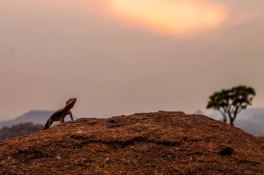 Brown Gecko in Brown Soil, backlit, dawn, daylight, desert, evening HD wallpaper