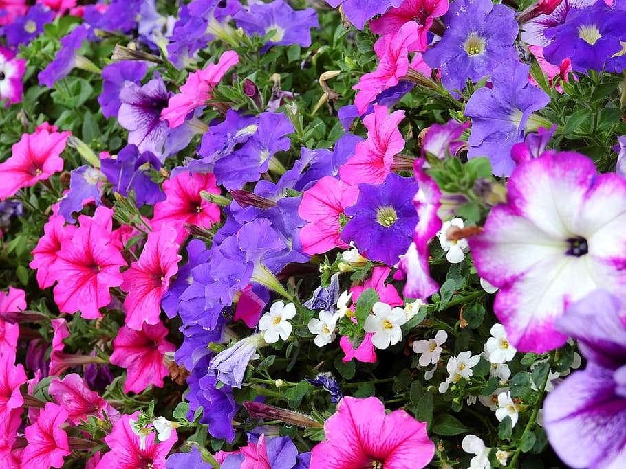 Purple Pink Petaled Flower, bloom, blossom, field, flora, flowers HD wallpaper