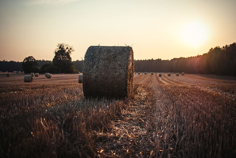 brown hay under white sky, field, plant, land, sunset, bale, landscape HD wallpaper