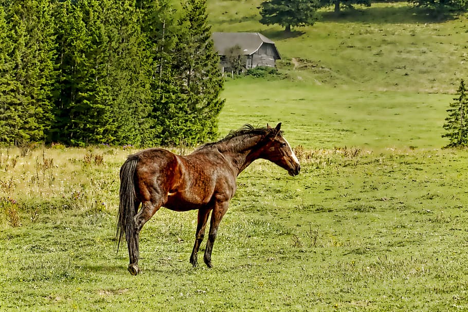 nature, horse, pasture, trees, grass, landscape, summer, green HD wallpaper