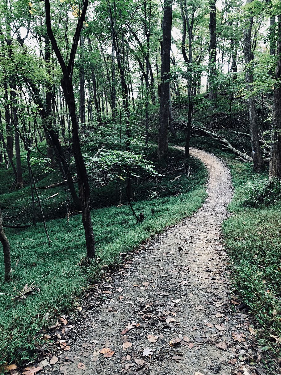 mountains, trail, path, woods, unknown, hike, adventure, tree HD wallpaper