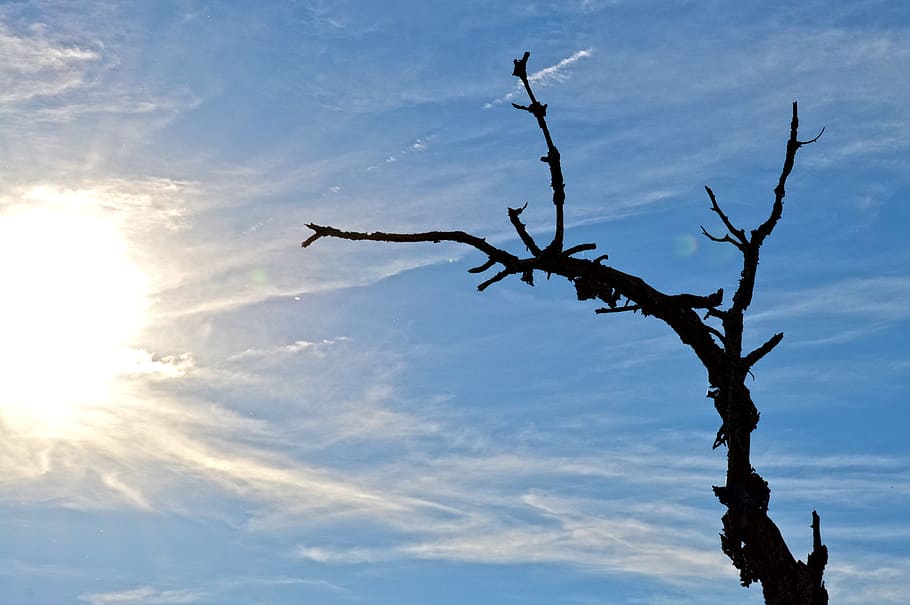 tree, sun, backlighting, sky, clouds, landscape, sunset, nature HD wallpaper