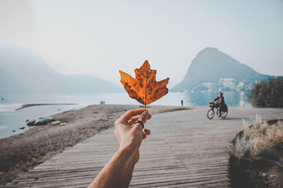 Photo of a Person Holding Orange Leaf , beach, bicycle, blur HD wallpaper