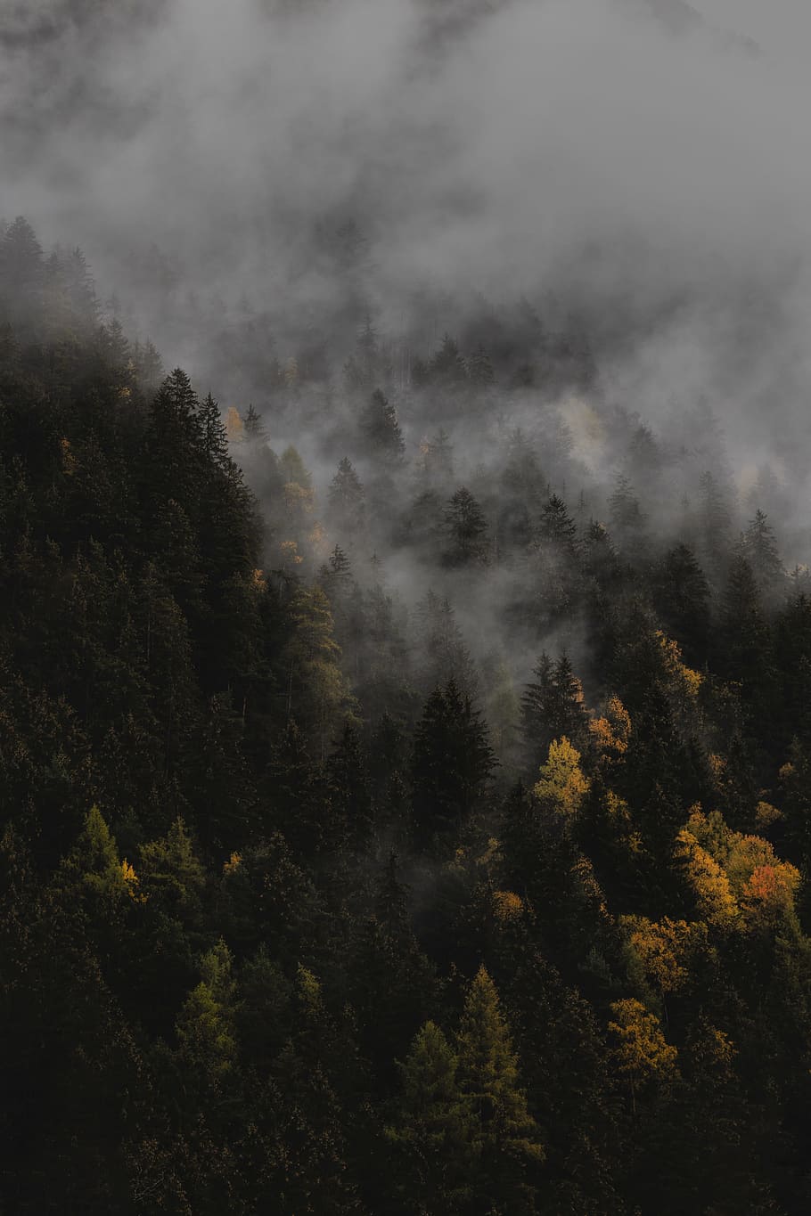 green leafed trees, mist, fog, autumn, fall, outdoors, cloud