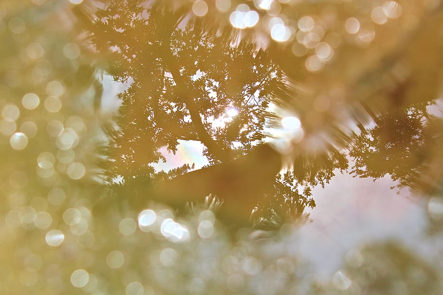 water, trees, reflection, selective focus, plant, no people HD wallpaper
