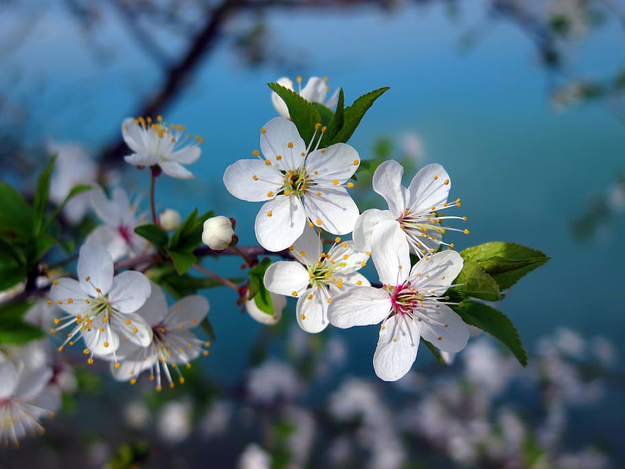 cherry tree, cherry blossom, spring, nature, blossoming tree HD wallpaper
