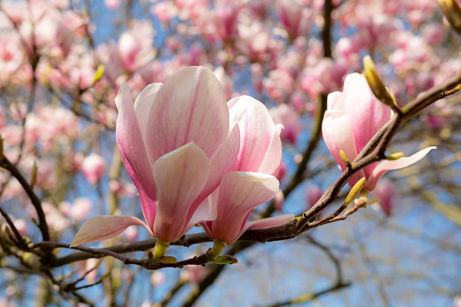 magnolia, spring, flowers, tree, bloom, garden, pink, flowering plant HD wallpaper