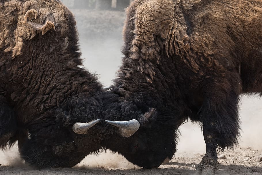 two bisons fighting head, mammal, animal, animal themes, group of animals HD wallpaper