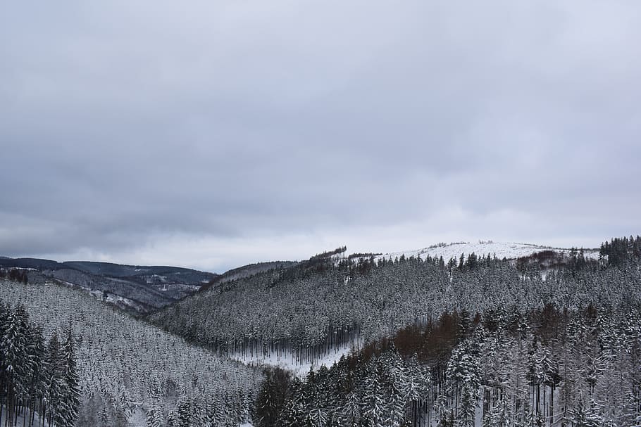 snow, forest, winter, wintry, pine, snowfall, snowy, frost HD wallpaper