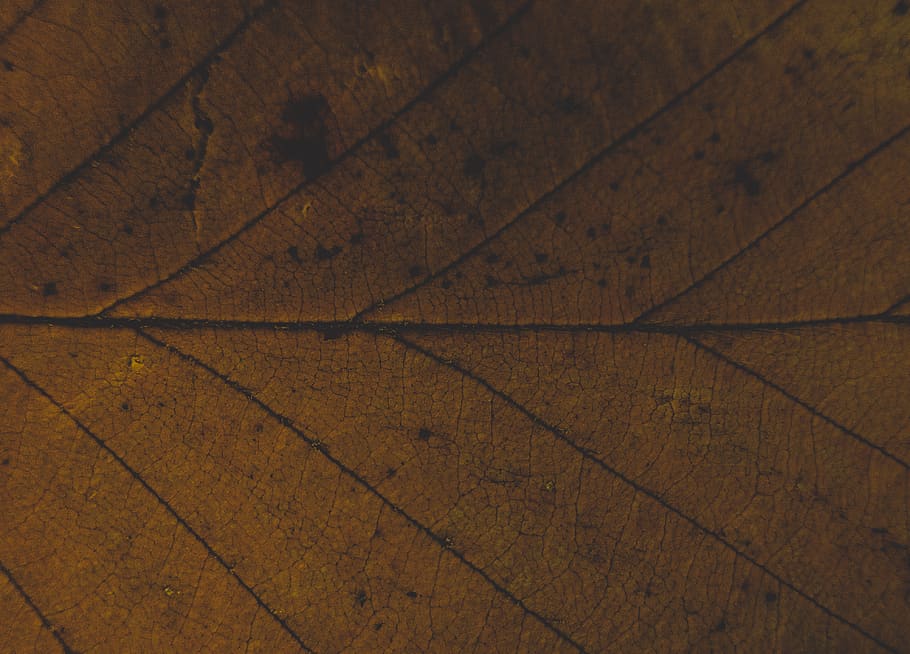 brown leaf, plant, maple leaf, flora, wood, lumber, full frame HD wallpaper