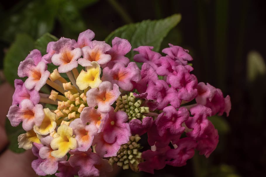 macro, bleed, nature, close up, summer, garden, flower, flower garden HD wallpaper