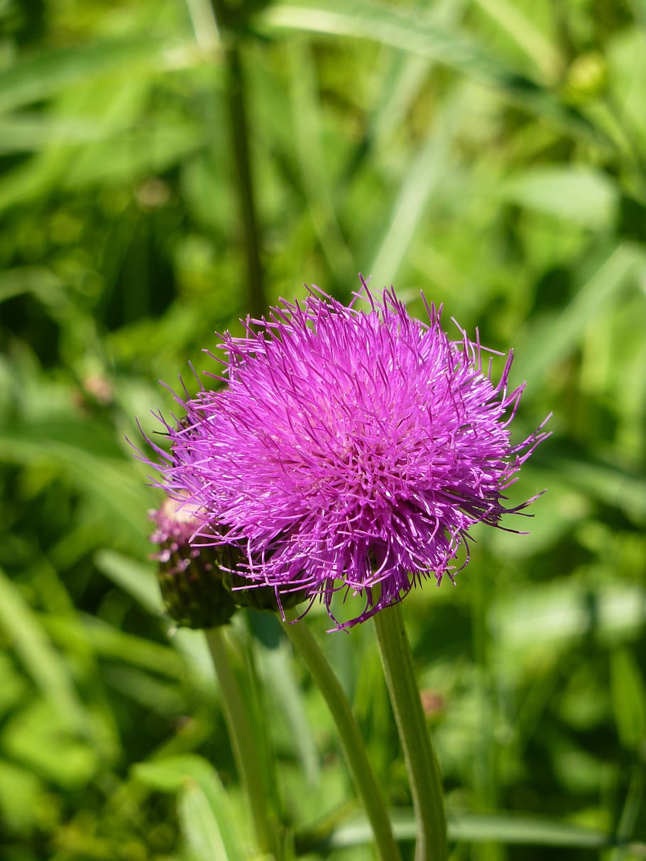 Purple, bloom, blossom, flora, flower, macro, silybum, flowering plant HD wallpaper