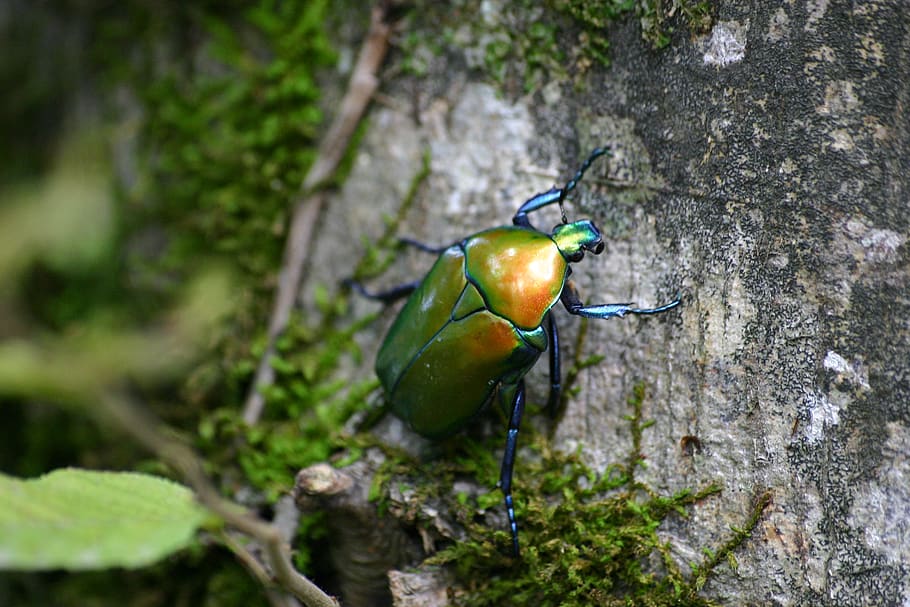 Green June Beetle on Tree Bark With Green Mosh in Closeup Photo, HD wallpaper