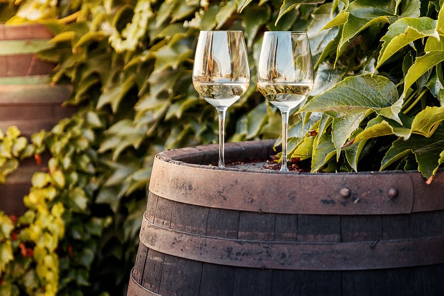 Wine barrel with two glasses of white wine by vineyard, drink