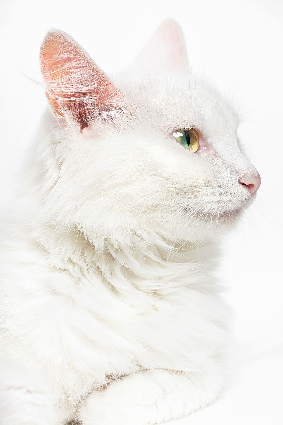 cat, eye, head, closeup, mammal, fur, light, fluffy, macro HD wallpaper