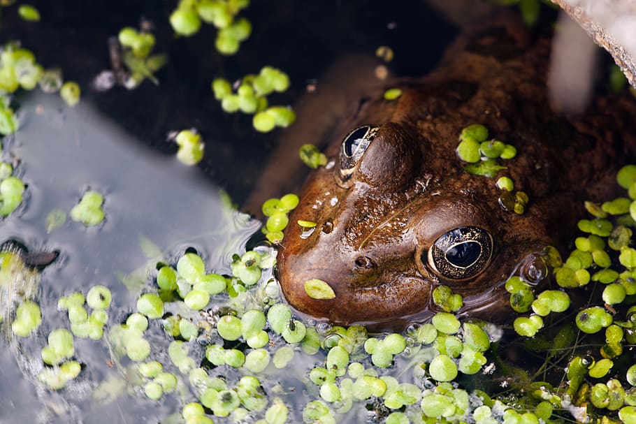 frog, green, lake, river, water, aquatic, underwater, nature HD wallpaper