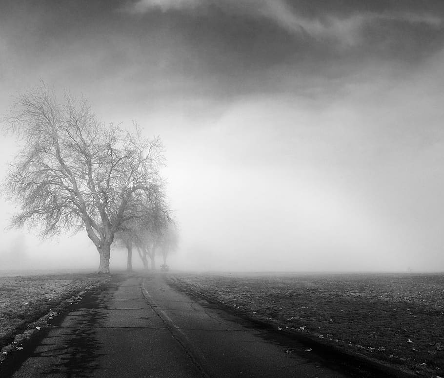 bare tree beside road, fog, environment, direction, the way forward HD wallpaper