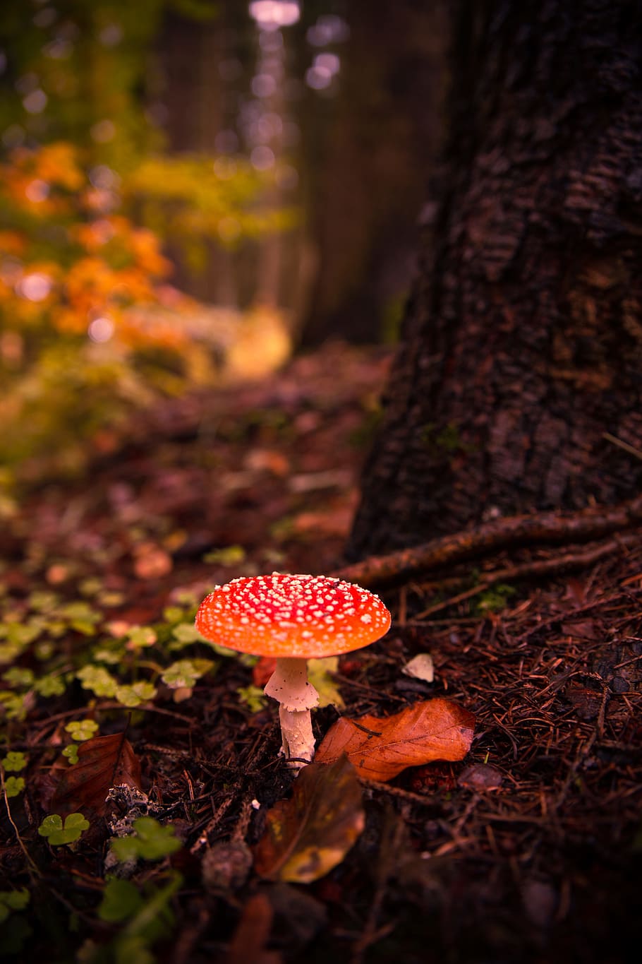 Premium Photo  A colorful mushroom wallpaper with a colorful background