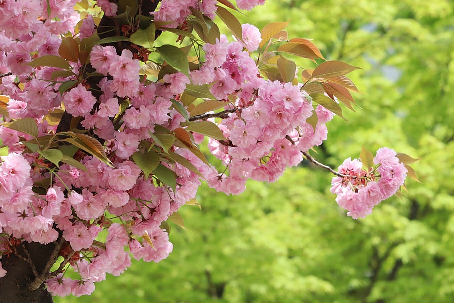 spring, spring flowers, nature, plants, season, garden, flowering HD wallpaper