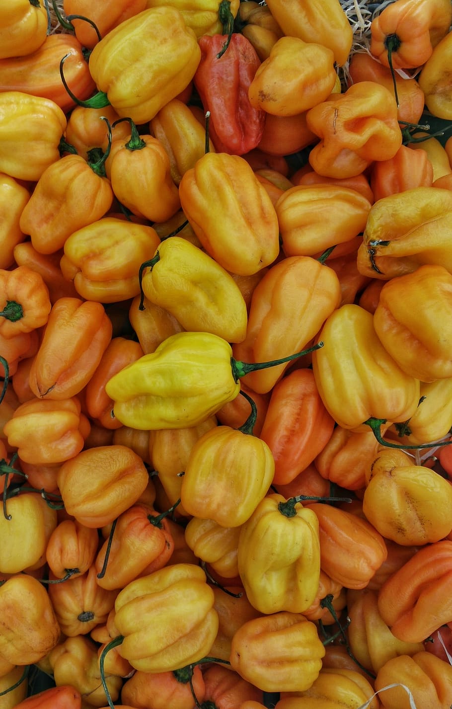 yellow, capcicum, vegetable, food, nature, full frame, backgrounds HD wallpaper