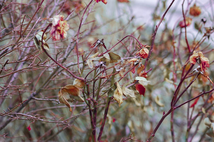 brown plants, leafe, outside, natural, nature, red, green, rotten HD wallpaper