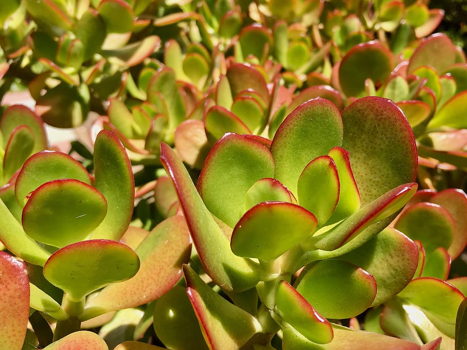cactus, plant, pot, close up, green color, growth, plant part HD wallpaper