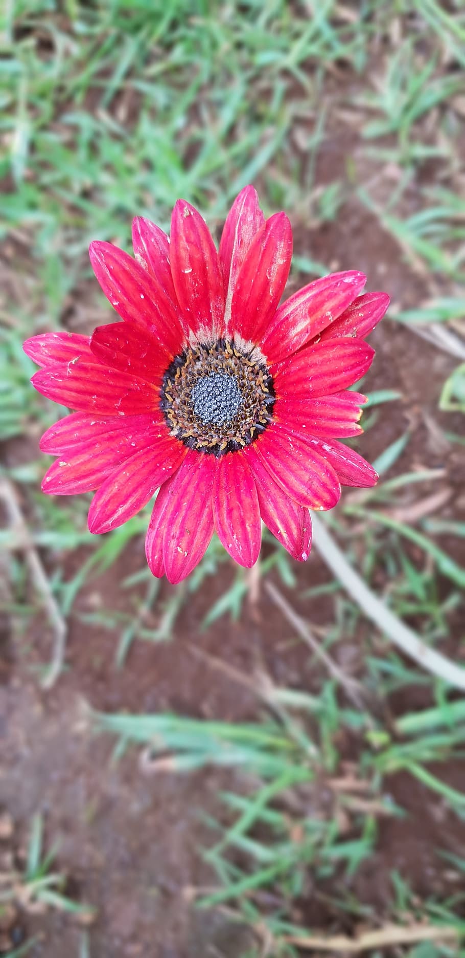 flower, red, dull, earth, plant, grass, flowering plant, freshness HD wallpaper
