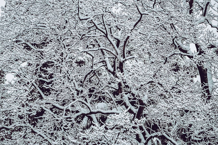 Snow Covered Bare Tree, branches, low angle shot, outdoors, snowfall HD wallpaper
