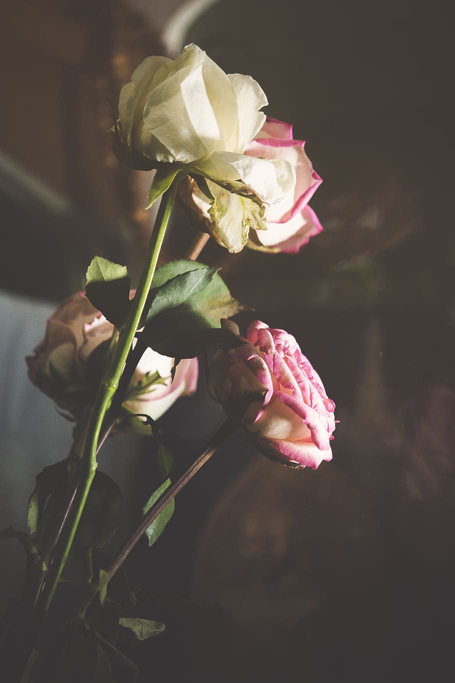 flowers, flowering plant, beauty in nature, freshness, rose HD wallpaper