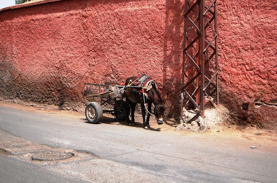 morocco, marrakech, marrachek, red, mammal, domestic animals HD wallpaper