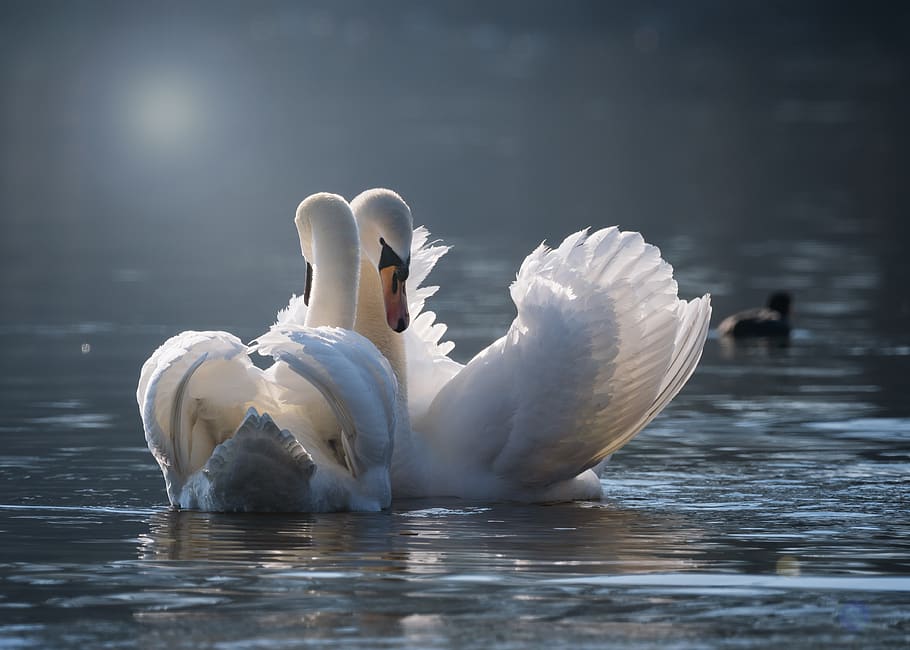 swan, pair, love, pairing, emotions, water, bird, lake, swans