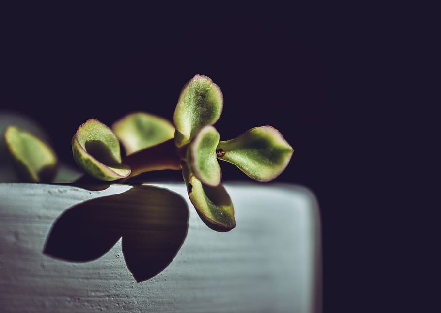 Green-leafed Plant in Gray Pot in Selective Focus Photography HD wallpaper