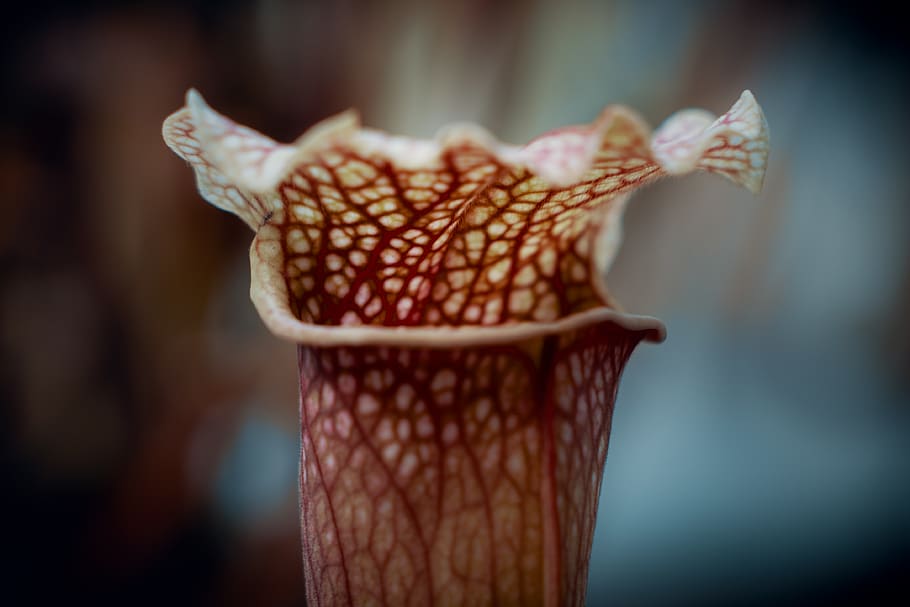 brown flower, plant, petal, blossom, the royal botanic garden sydney HD wallpaper