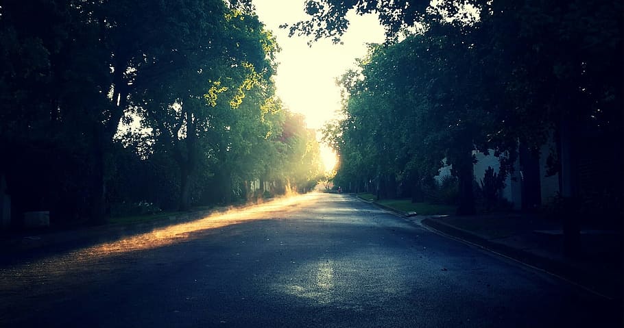 tree, nature, forest, light, sun, fog, sunrise, road, mist HD wallpaper