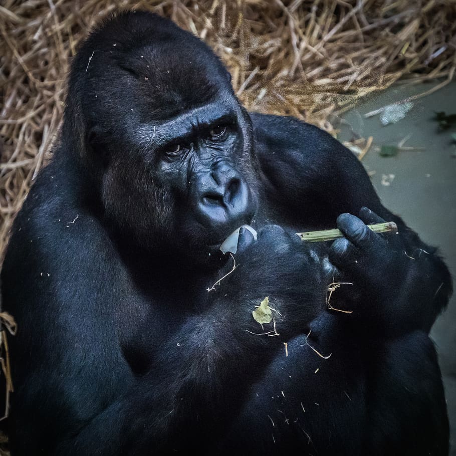 gorilla, ape, monkey, animal, mammal, silverback, primate, animals in the wild HD wallpaper