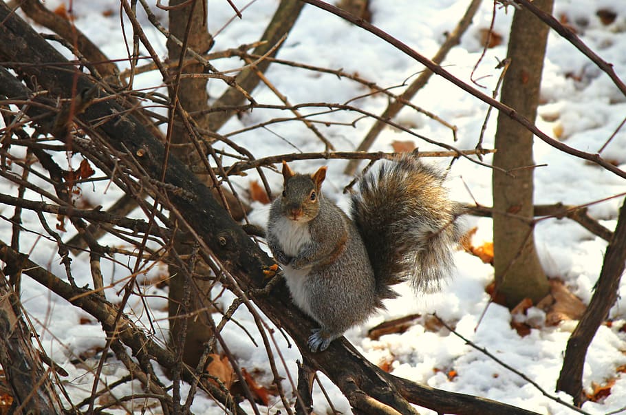 backround, wallpaper, cute, winter, animal, nature, squirrel HD wallpaper