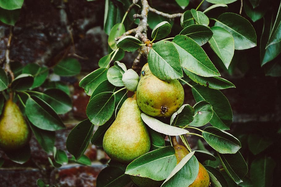 Pears on the tree, forest, fruit, green, nature, leaf, healthy eating HD wallpaper