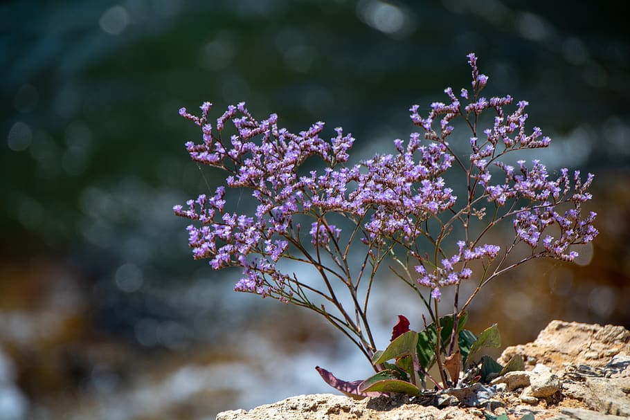 plants, flowers, petals, flowering plant, vulnerability, fragility HD wallpaper