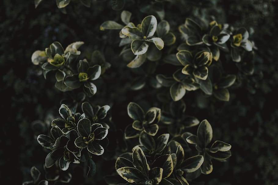 green plant, vegetation, bush, nature, outdoors, flower, blossom HD wallpaper