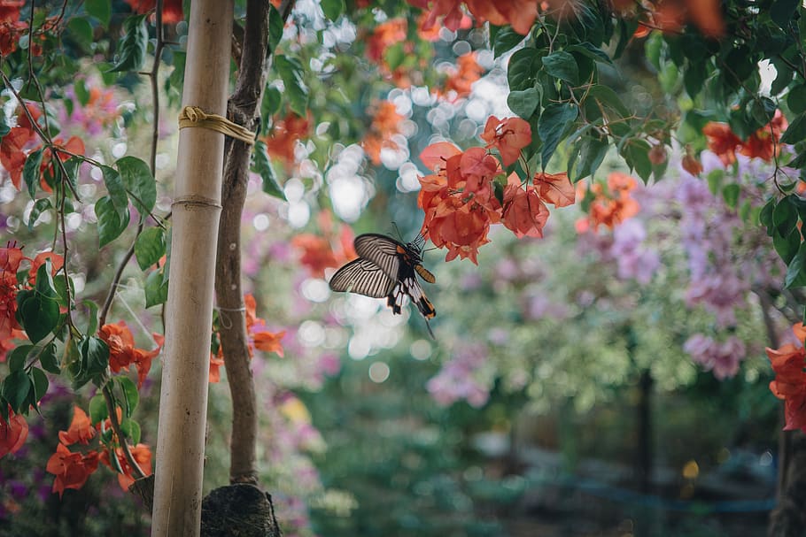 Black Butterfly Preaching on Peach Flower, animal, blooming, blurred background