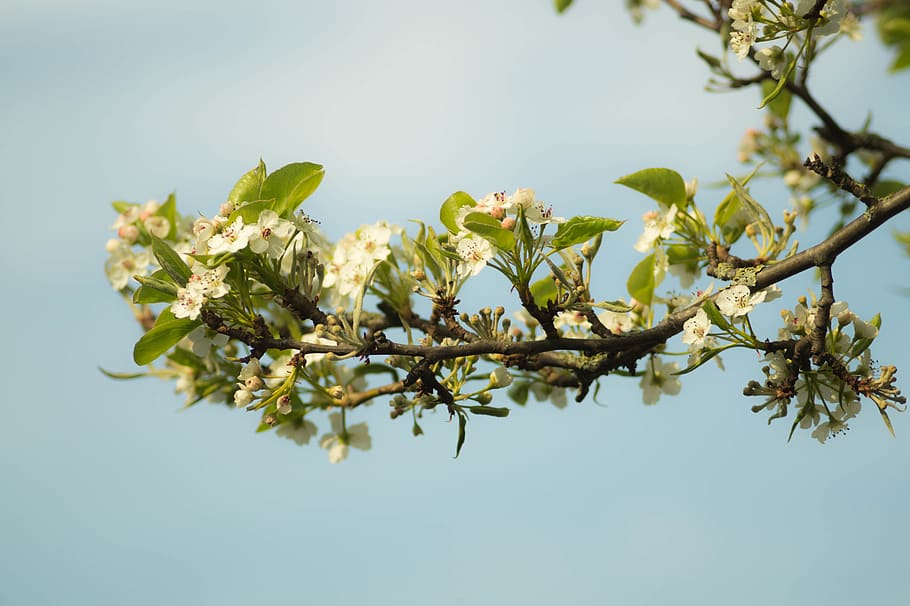 branch, blossoms, plant, flower, freshness, flowering plant HD wallpaper