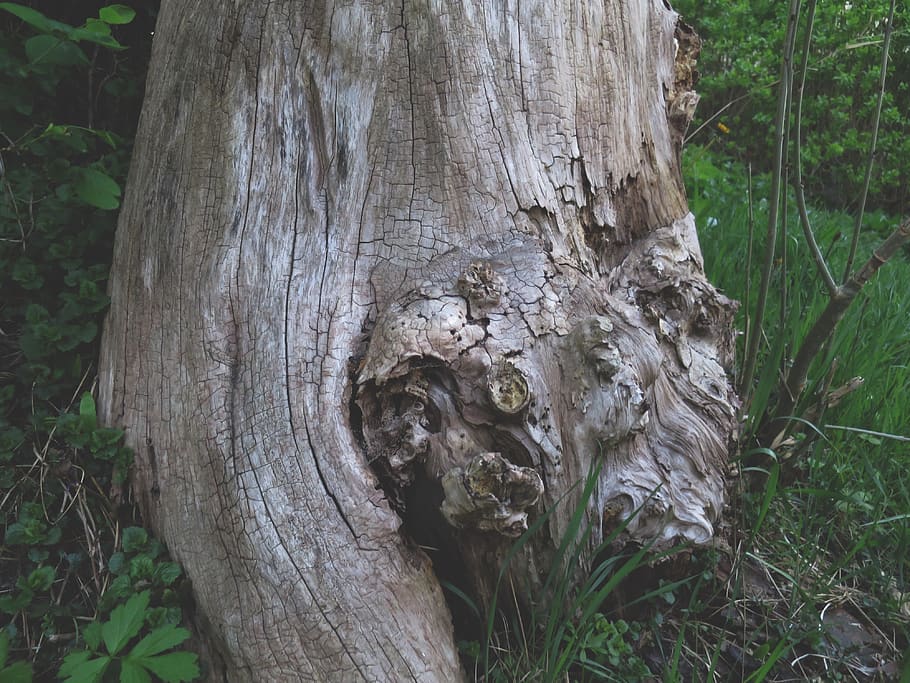 stump, forest, tree, trees, tree trunk, plant, bark, wood - material HD wallpaper