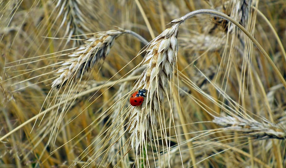 corn, field, insect, ladybug, summer, agriculture, the cultivation of HD wallpaper